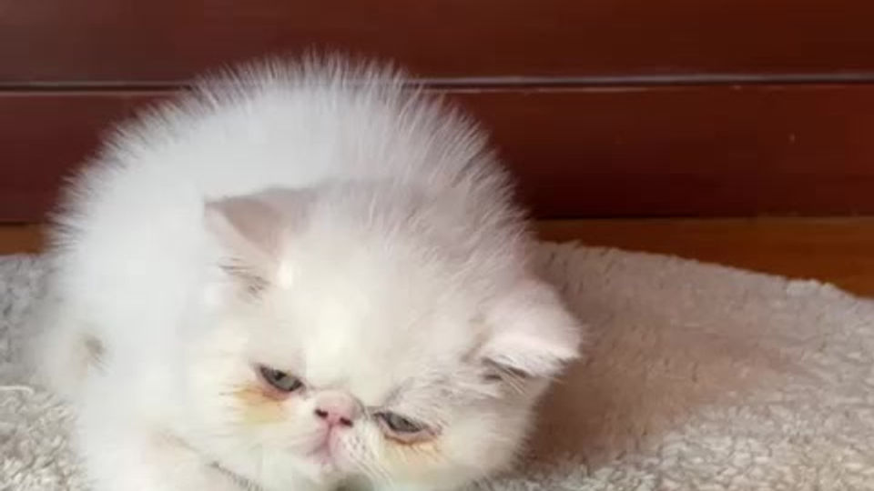 Gatita exótica blanca (1 de 2)